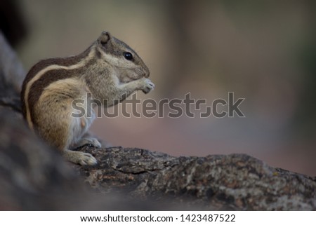Beautiful Portrait of a Squirrel on the Tree trunk in its natural habitat