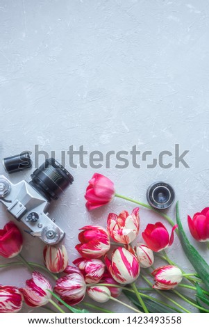 vintage retro camera and pink tulip flowers on gray background. Feminine flat lay. top view. Spring adeventerous mock up. Copy space