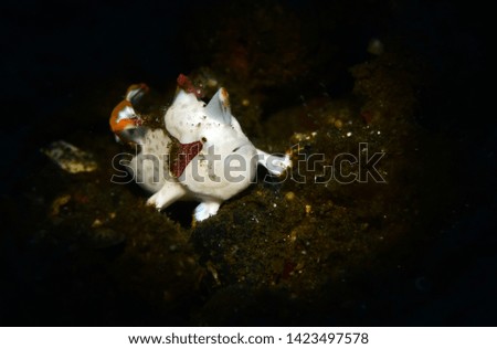 Amazing underwater world - Painted frogfish - Antennarius pictus. Tulamben, Bali, Indonesia.