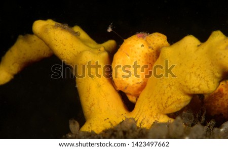 Amazing underwater world - Painted frogfish - Antennarius pictus. Tulamben, Bali, Indonesia.