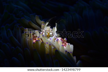 Underwater world - Spotted porcelain crab (Neopetrolisthes maculatus). Diving, macro photography. Tulamben, Bali, Indonesia.