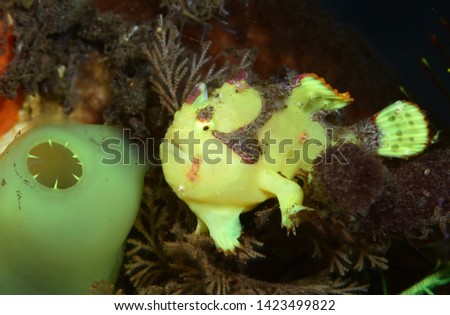 Amazing underwater world - Warty frogfish (Clown frogfish) - Antennarius maculatus. Tulamben, Bali, Indonesia