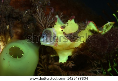 Amazing underwater world - Warty frogfish (Clown frogfish) - Antennarius maculatus. Tulamben, Bali, Indonesia