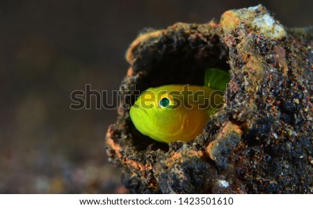 Underwater world - Yellow pygmy-goby - Lubricogobius exiguus. Diving, macro photography. Tulamben, Bali, Indonesia.