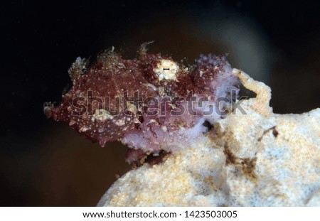 Amazing underwater world - hairy octopus. Diving, macro photography. Tulamben, Bali, Indonesia.