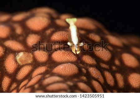 Macro underwater world - Sea star shrimp. Diving in Bali.
