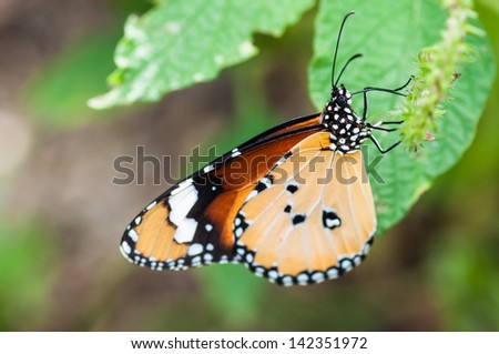 Plain tiger butterfly in the park