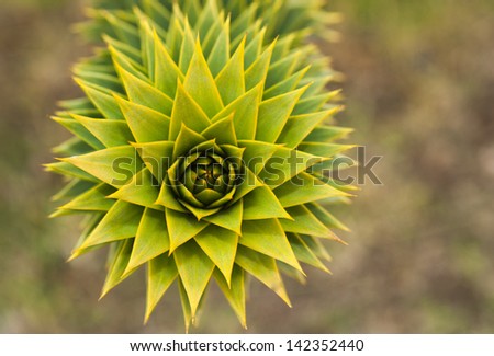 Also known as the monkey puzzle tree, monkey tail tree, or chilean pine.