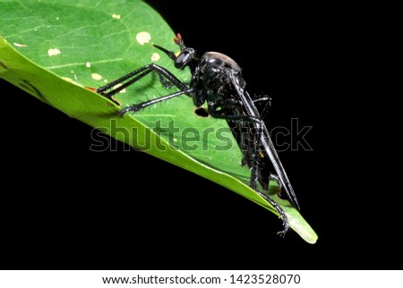 Predatory Wasp photographed in Guarapari, Espirito Santo. Southeast of Brazil. Atlantic Forest Biome. Picture made in 2007.