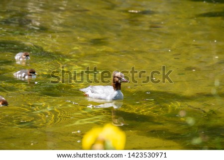 Duck with ducklings swimming in the water