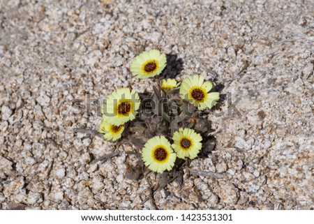 Solitary flowers surrounded by dry land in Spain.