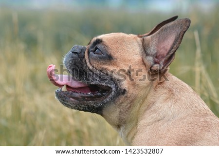 Side profile view of a fawn French Bulldog dog with long nose, sticking out tongue Royalty-Free Stock Photo #1423532807