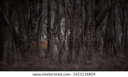 Beautiful tiger in the nature habitat. Mighty tiger walk during the golden light time. Wildlife scene with danger animal. Hot summer in India. Dry area with royal bengal tiger, Panthera tigris tigris