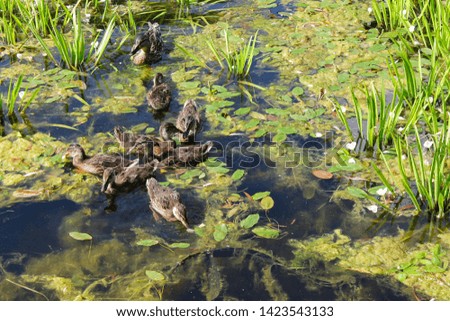 Wild duck with her little offspring in overgrown dirty lake 