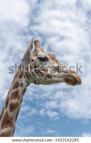 Elegant and exalted giraffes, Giraffa camelopardalis. The head and the long neck of giraffe against the blue sky. Close up Interior vertical photo