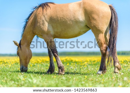 A lone horse grazes in a field of dandelions against the sky.