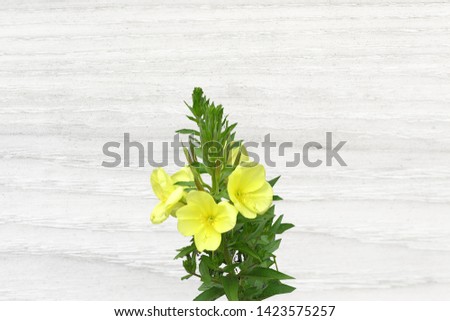 Oenothera, evening primrose (Oenothera biennis) in late summer, bright crown of yellow flowers and faded flowers