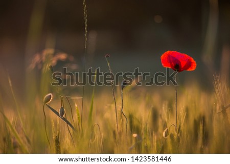 Beautiful poppies in a green meadow at sunset.