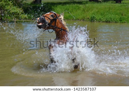 Haflinger horse on the water