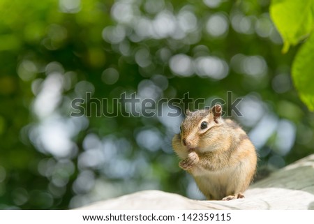 Siberian Chipmunk in Hokkaido, Japan.