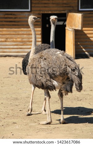 Wild african ostrich on a rural farm
