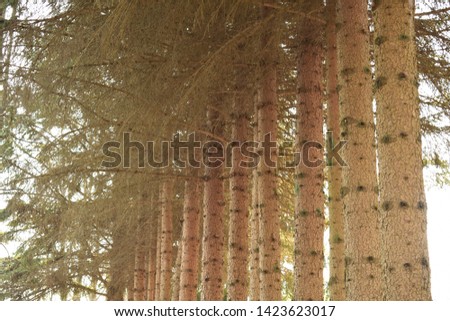 Pine trees standing in a line