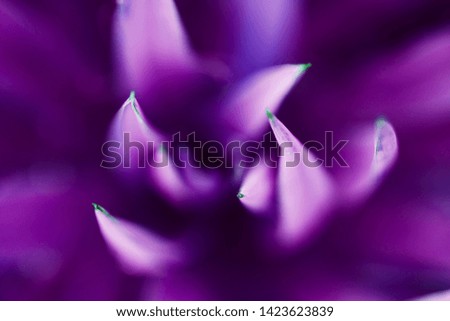 Purple succulent plants background. Close up, top view, flat lay
