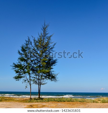  a lonely pine tree near the beach during blue sky  , wonderful natural landscape, conception of solitude, 
