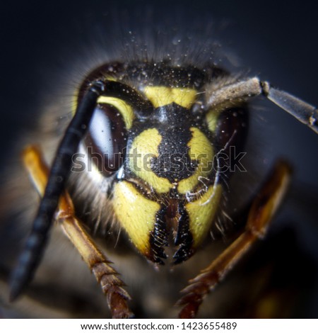 Super close up highly detailed macro photo of a yellow jacket common wasp. Scientific name: Vespula vulgaris.