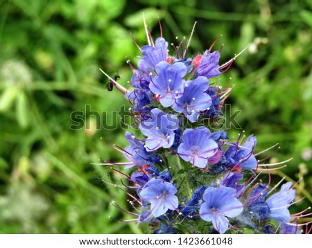 Blue echium type echium vulgare Royalty-Free Stock Photo #1423661048