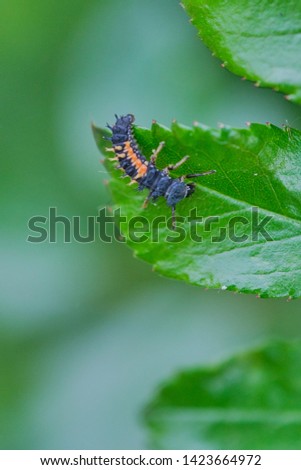 macro of ladybug larva on a green rose leaf, vertical color picture
