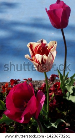 the wonder and the naturalness of tulips on a wonderful summer day and the beauty of a fairy tale sky