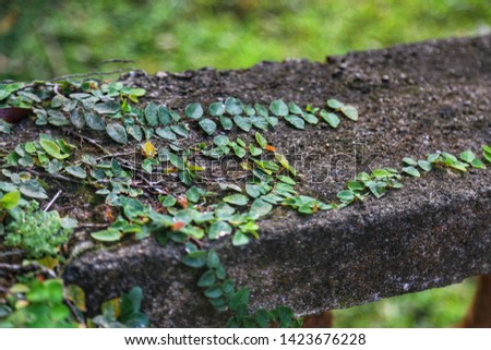 Beautiful green texture of plants on the stone. Great background.