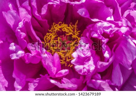 Beautiful Peony Garden Flower featuring vibrant and vivid colors, gorgeous array of petals and details of flower parts such as stigma, anthers and filaments with pollen
