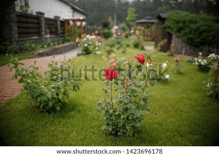 Country yard with roses. Rose bushes. Climbing rose bushes. The grass is covered with po bushes.