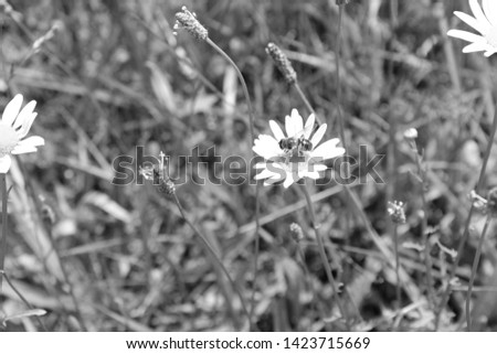 dandelion, in a field, bee getting nectar, wild flower, black and white picture