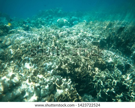 Coral reef in Bunaken, North Sulawesi