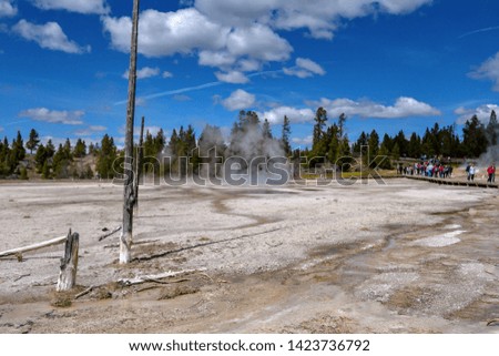 Dead trees and old wood from poisonous gases and hot water in geyser basin in Yellowstone National Park