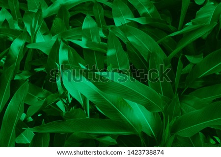 abstract green leaf texture, nature background, tropical leaf 