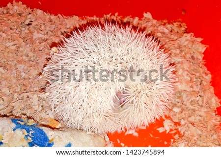 Beautiful cute hedgehog in sawdust house