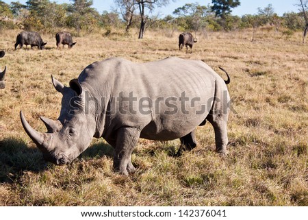 Rhino walking on grass plain with big horns