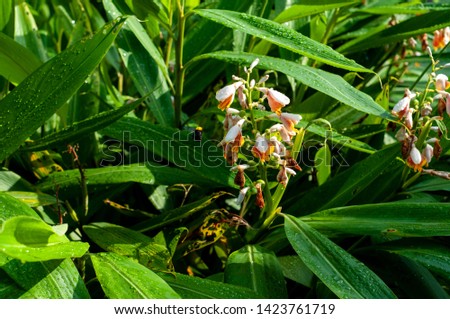 Beetle on small Shell Ginger (Alpinia mutica) Flower. Renealmia is a plant genus in the family Zingiberaceae. Its members are native to tropical Africa and tropical America.