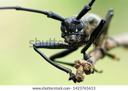 Longhorn beetle closeup face on branch, closeup face insect