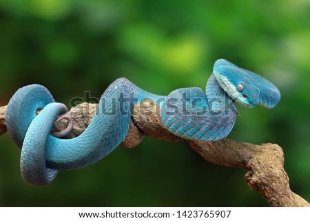 The face of the blue viper close up is ready to attack, blue insularis, Trimeresurus Insularis, high venom snake