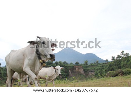 white cows in a grassy field on a bright and sunny day