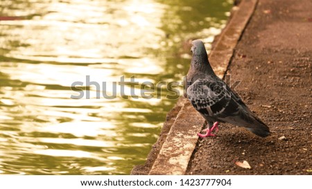 Lonely pigeon emo at a lake