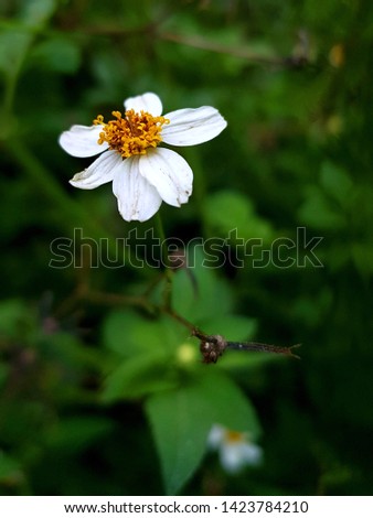 White flowers with grass background - Image