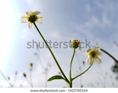 White flowers with grass background - Image