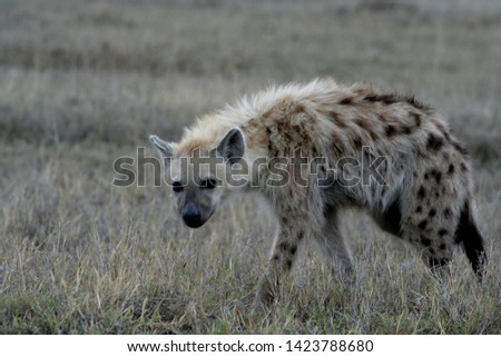 hyena at the wildlife Tanzania Serengeti reservation