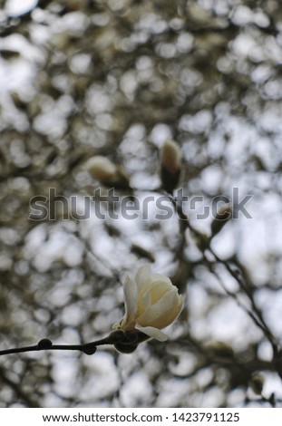 Abstract of a white magnolia blossom against the bright, even glow of reflected sunlight
